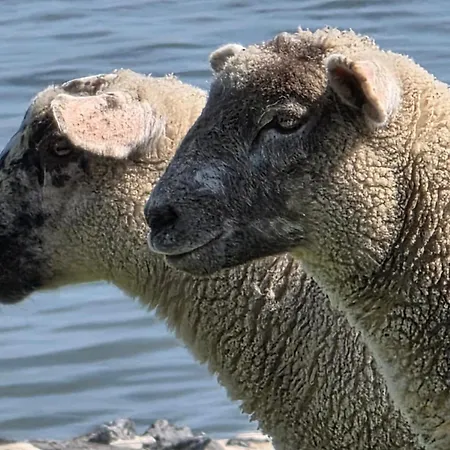 شقة Landskron By Interhome Friederikensiel