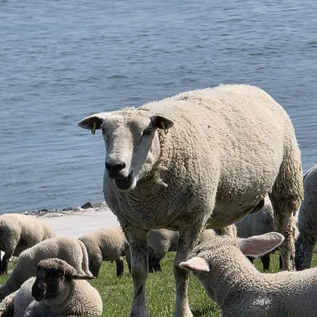 شقة Landskron By Interhome Friederikensiel