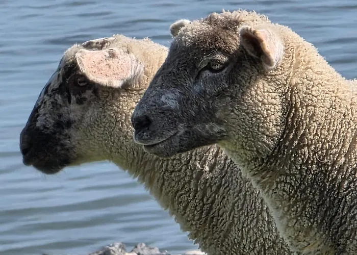 شقة Landskron By Interhome Friederikensiel