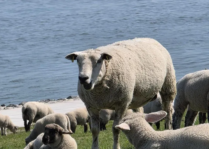 Appartement Landskron By Interhome Friederikensiel