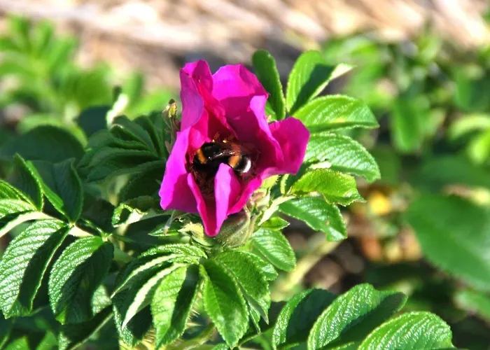 Landskron By Interhome Friederikensiel